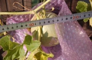 2009年夏の終わり。